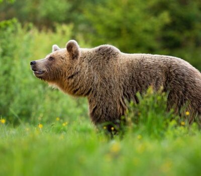 De ce să purtați TETRAO BEAR SPRAY în pădure?