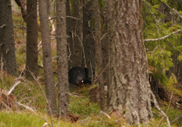 Priebežné výsledky jarného fotomonitoringu predátorov v biotope hlucháňa 2022