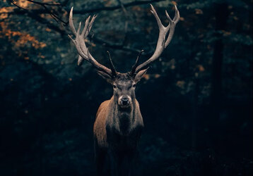 Zdravá zvěř a kvalitnější trofeje s Doplňky výživy TETRAO®