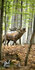 Poľovnícky uterák TETRAO 140x70 cm - Jeleň 