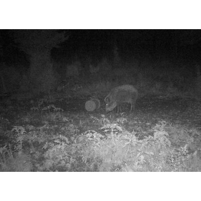 Fotopasca tetrao spromise s378 30mpx 940nm 4g s odosielaním videa + o2 sim karta zadarmo - fotka_pri_fotopascu_tetrao_spromise_s378_diviak