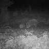 Fotopasca tetrao spromise s378 30mpx 940nm 4g s odosielaním videa + o2 sim karta zadarmo - fotka_pri_fotopascu_tetrao_spromise_s378_diviak