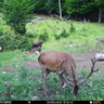 Fotopasca tetrao spromise s378 30mpx 940nm mms/4g - o2 sim karta zadarmo - IMAG0706