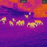 Termovízia tetrao buteo t-15, detekcia na 694 m - 20221007194532
