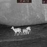 Termovízne zariadenie tetrao pandion h-35 lr - detekcia na 1800 m - 20220115174114