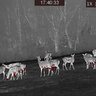 Termovízne zariadenie tetrao pandion h-35 pro lr - detekcia na 1800 m - 20220115174033