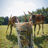 Granulát pre raticovú zver tetrao – paroženie, 25 kg - doplnky_vyzivy_tetrao_ (3)