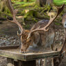 Kŕmne vápno tetrao 5 kg - deer-forest-summer-selective-focus