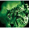 20113008140850-atn_night_spirit-_2i_01