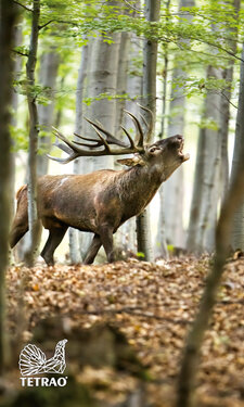 Vadász ​​törülköző TETRAO 100x50 cm – szarvas