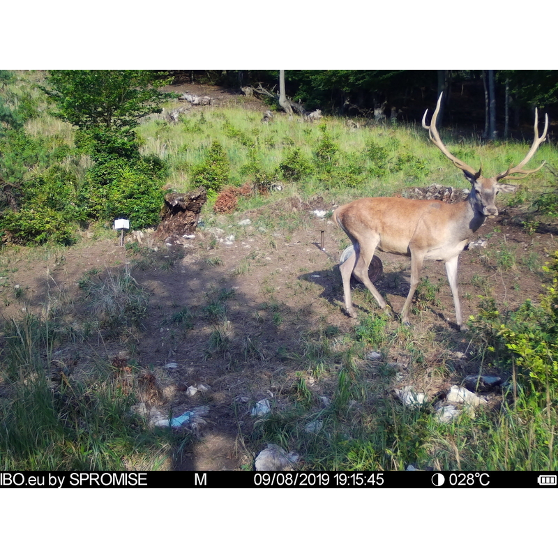 Fotopasca TETRAO Spromise S378 30Mpx 940nm 4G s odosielaním videa + O2 SIM karta ZADARMO 8