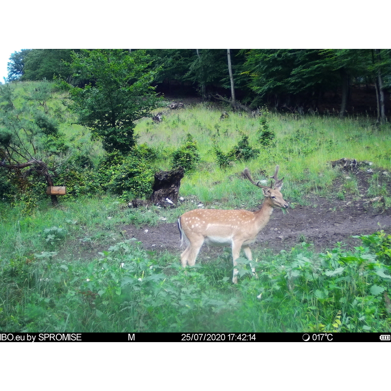 Fotopasca TETRAO Spromise S378 30Mpx 940nm 4G s odosielaním videa + O2 SIM karta ZADARMO 5