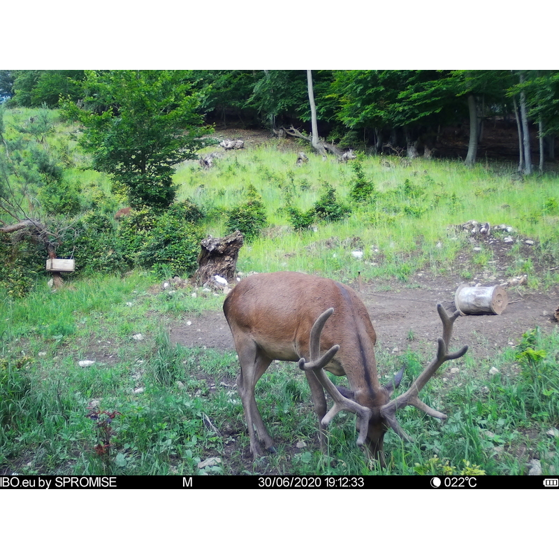 Fotopasca TETRAO Spromise S378 30Mpx 940nm 4G s odosielaním videa + O2 SIM karta ZADARMO 6