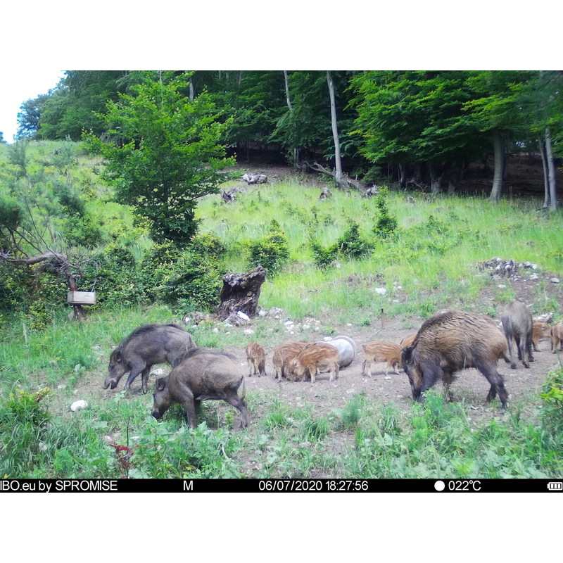 Fotopasca TETRAO Spromise S378 30Mpx 940nm 4G s odosielaním videa + O2 SIM karta ZADARMO 7