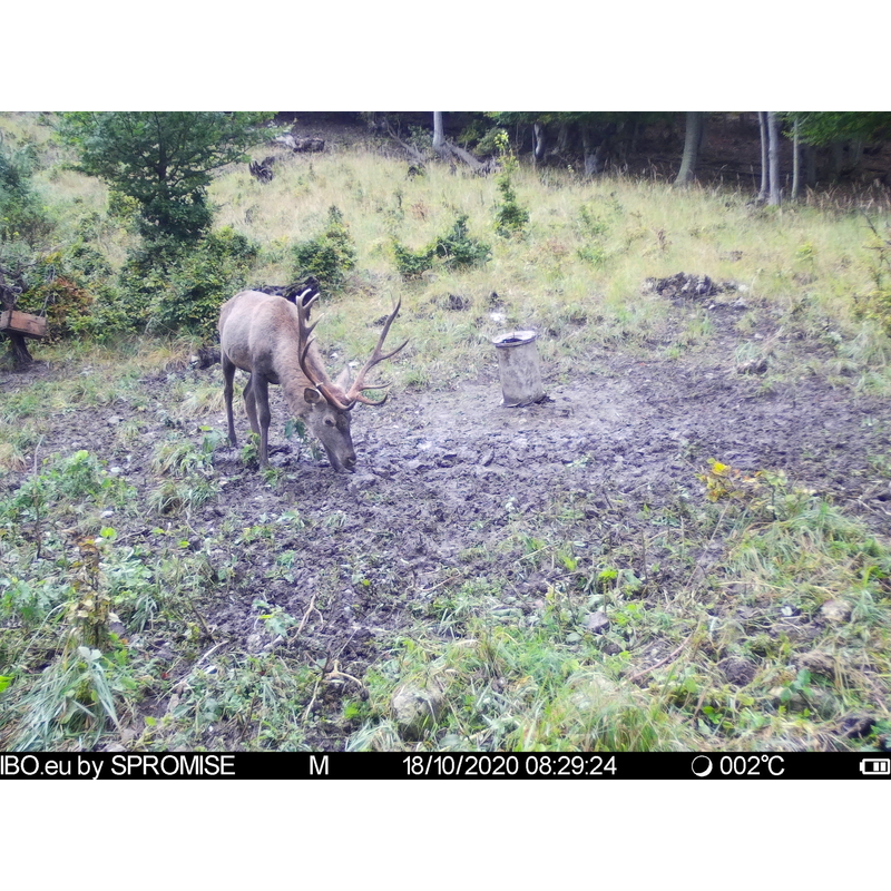 Fotopasca TETRAO Spromise S378 30Mpx 940nm 4G s odosielaním videa + O2 SIM karta ZADARMO 12