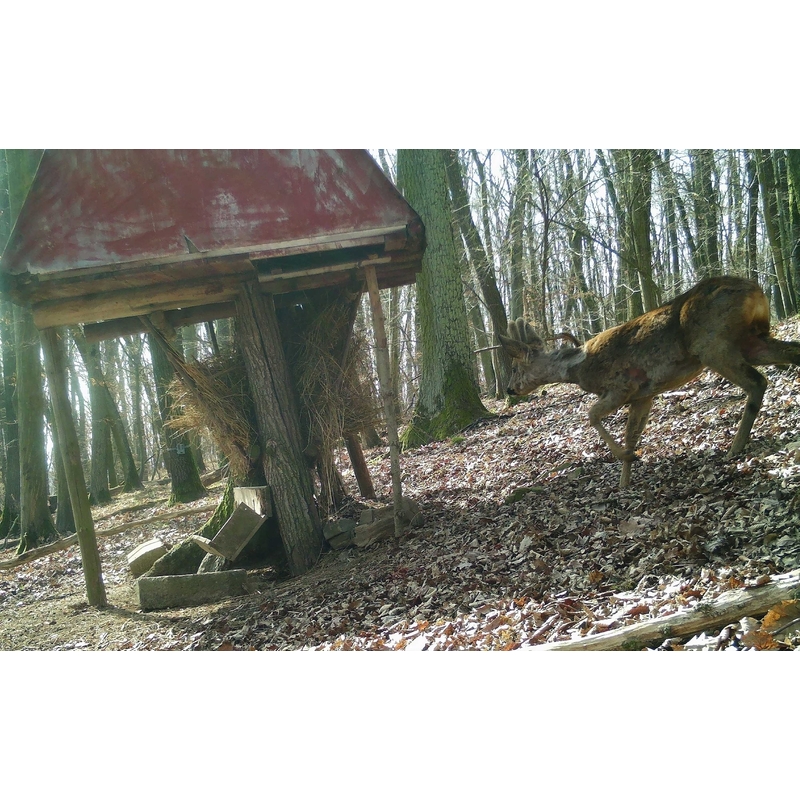 Fotopułapka TETRAO Strix 18 Gen.II 27 Mpx 940 nm 14